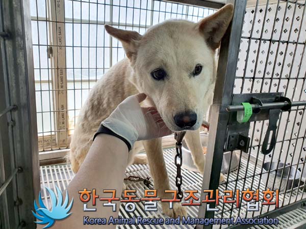 한국동물구조관리협회_411311202300386